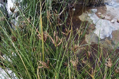 Alkali Bulrush, Scirpus maritimus