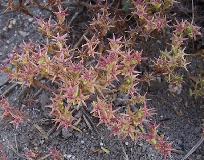 Broad Leaved Stonecrop
