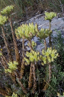 European stonecrop