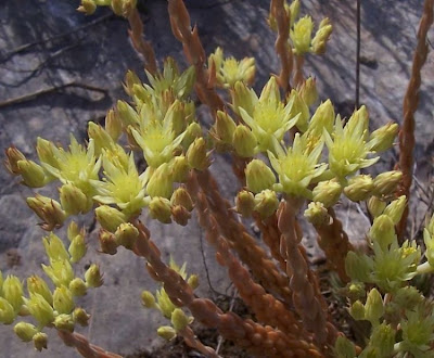 European stonecrop