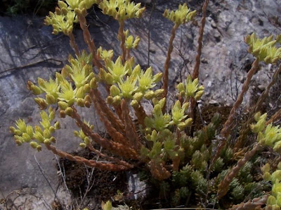 European stonecrop