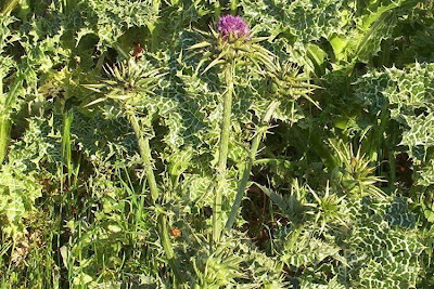 Blessed milk-thistle Blessed milk-thistle