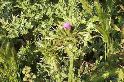 Blessed milk-thistle Blessed milk-thistle