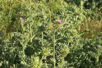Blessed milk-thistle Blessed milk-thistle