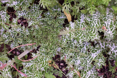 Blessed milk-thistle Blessed milk-thistle