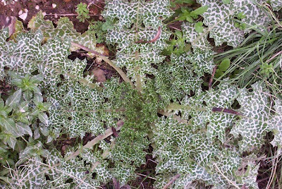 Blessed milk-thistle Blessed milk-thistle