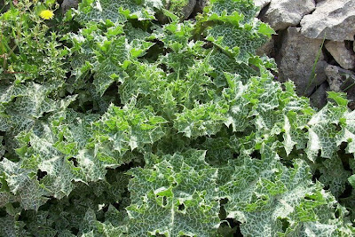 Blessed milk-thistle Blessed milk-thistle
