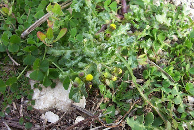 S�ne�on vulgaire