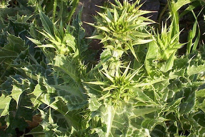 Blessed milk-thistle Blessed milk-thistle