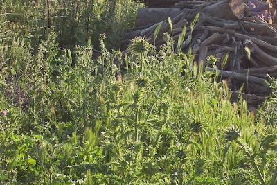 Blessed milk-thistle Blessed milk-thistle