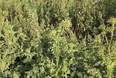Blessed milk-thistle Blessed milk-thistle