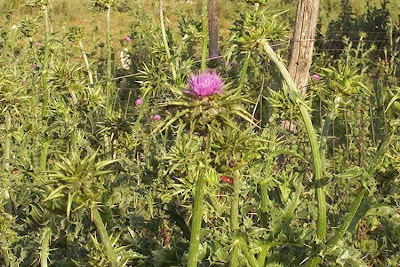Blessed milk-thistle Blessed milk-thistle