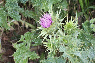 Blessed milk-thistle Blessed milk-thistle