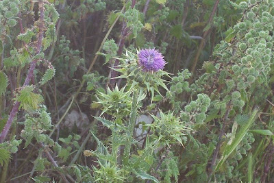 Blessed milk-thistle Blessed milk-thistle