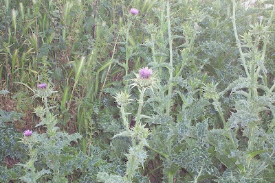 Blessed milk-thistle Blessed milk-thistle