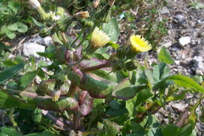 Annual Sow Thistle, Sonchus oleraceus Annual Sow Thistle, Sonchus oleraceus