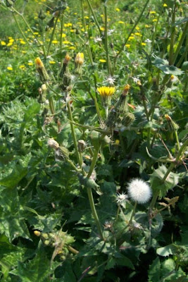 Annual Sow Thistle, Sonchus oleraceus Annual Sow Thistle, Sonchus oleraceus