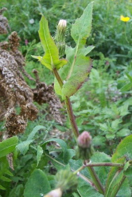 Annual Sow Thistle, Sonchus oleraceus Annual Sow Thistle, Sonchus oleraceus