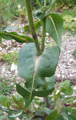 Annual Sow Thistle, Sonchus oleraceus Annual Sow Thistle, Sonchus oleraceus