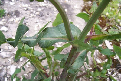 Annual Sow Thistle, Sonchus oleraceus Annual Sow Thistle, Sonchus oleraceus