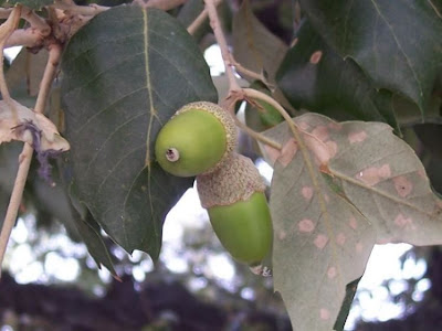 Quercus ilex,
ch&ecirc;ne vert,
Elce,
encina,
evergreen oak,
holly oak,
holm oak,
Ilici,
Leccio