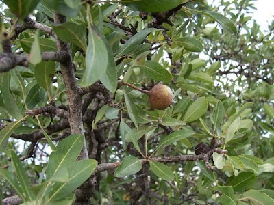 Almond-leaf Pear, Pyrus amygdaliformis Almond-leaf Pear, Pyrus amygdaliformis