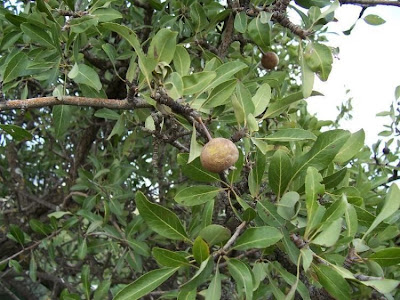 Almond-leaf Pear, Pyrus amygdaliformis Almond-leaf Pear, Pyrus amygdaliformis