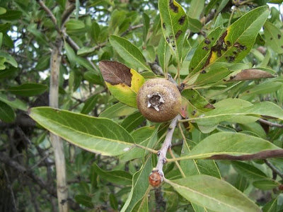 Almond-leaf Pear, Pyrus amygdaliformis Almond-leaf Pear, Pyrus amygdaliformis