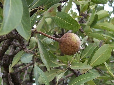 Almond-leaf Pear, Pyrus amygdaliformis Almond-leaf Pear, Pyrus amygdaliformis
