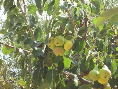 Common pear Common pear