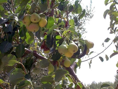 Common pear Common pear