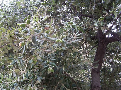 Quercus ilex,
ch&ecirc;ne vert,
Elce,
encina,
evergreen oak,
holly oak,
holm oak,
Ilici,
Leccio
