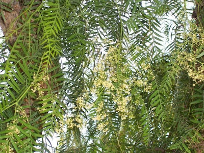 Schinus molle L.