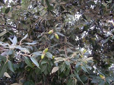 Quercus ilex,
ch&ecirc;ne vert,
Elce,
encina,
evergreen oak,
holly oak,
holm oak,
Ilici,
Leccio