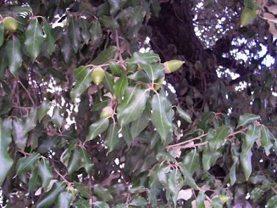 Quercus ilex,
ch&ecirc;ne vert,
Elce,
encina,
evergreen oak,
holly oak,
holm oak,
Ilici,
Leccio