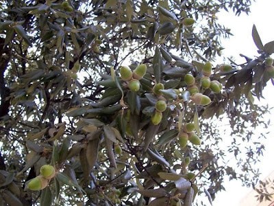 Quercus ilex,
ch&ecirc;ne vert,
Elce,
encina,
evergreen oak,
holly oak,
holm oak,
Ilici,
Leccio