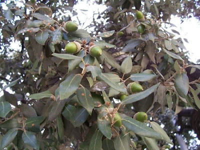 Quercus ilex,
ch&ecirc;ne vert,
Elce,
encina,
evergreen oak,
holly oak,
holm oak,
Ilici,
Leccio
