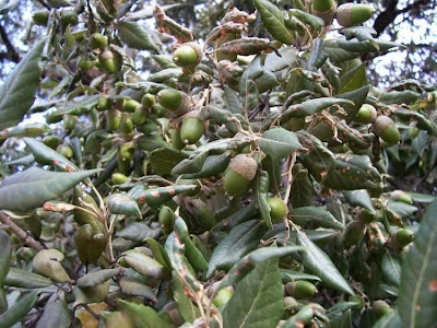 Quercus ilex,
ch&ecirc;ne vert,
Elce,
encina,
evergreen oak,
holly oak,
holm oak,
Ilici,
Leccio