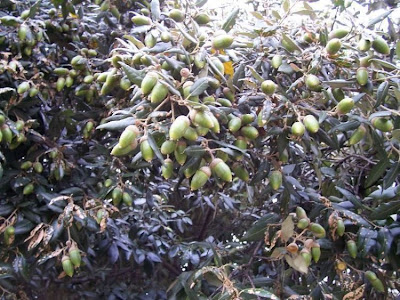 Quercus ilex,
ch&ecirc;ne vert,
Elce,
encina,
evergreen oak,
holly oak,
holm oak,
Ilici,
Leccio