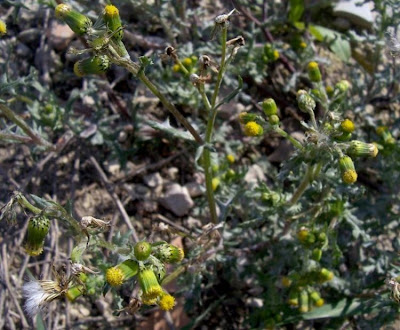 Coastal Ragwort Coastal Ragwort