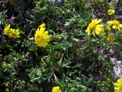 Coastal Ragwort Coastal Ragwort