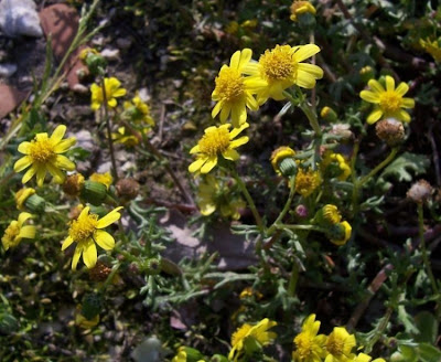 Coastal Ragwort Coastal Ragwort