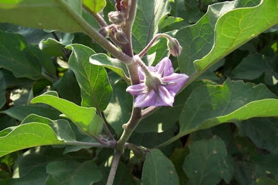 Brinjal eggplant