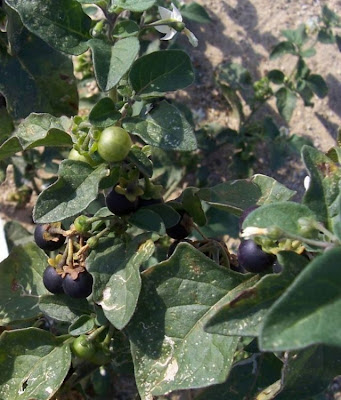 Garden nightshade
