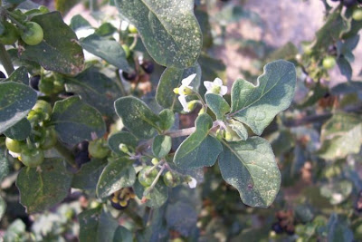 Garden nightshade