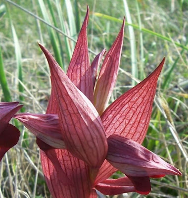 Apulian Tongue Orchid Apulian Tongue Orchid