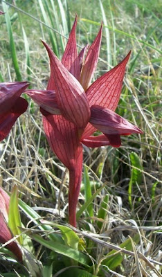 Apulian Tongue Orchid Apulian Tongue Orchid