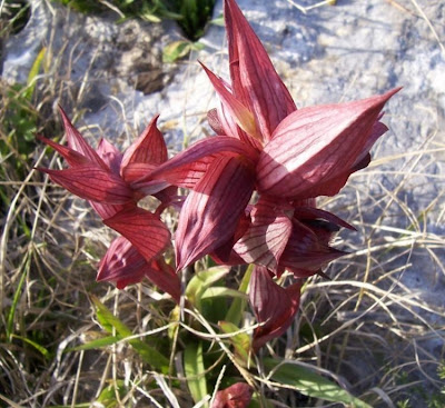 Apulian Tongue Orchid Apulian Tongue Orchid