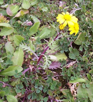 Coastal Ragwort Coastal Ragwort
