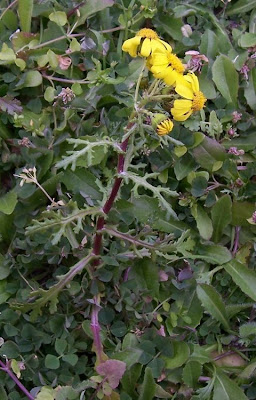 Coastal Ragwort Coastal Ragwort